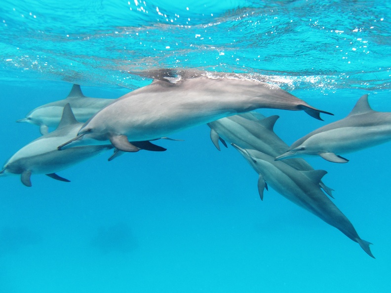Spinner Dolphins (Stenella longirostris), 2010 Red Sea